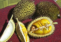 Durian Shell